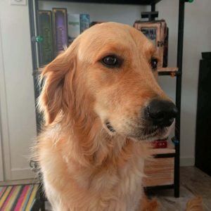 Rune, soutien émotionnel et gentil chien de C'est un jeu d'enfant